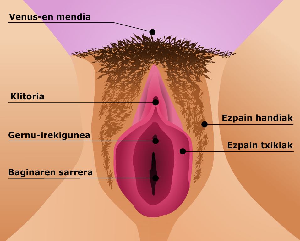 Emakumezkoen ugatze-aparatua. Kanpoko organoak