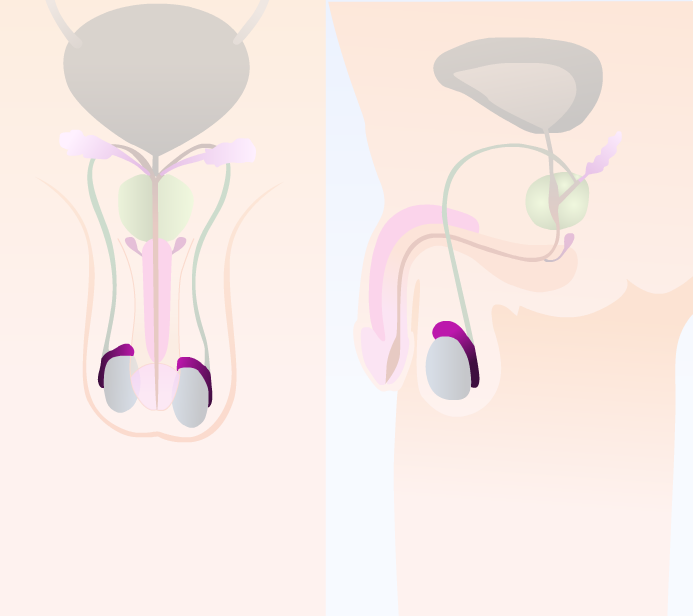 Epididimoa